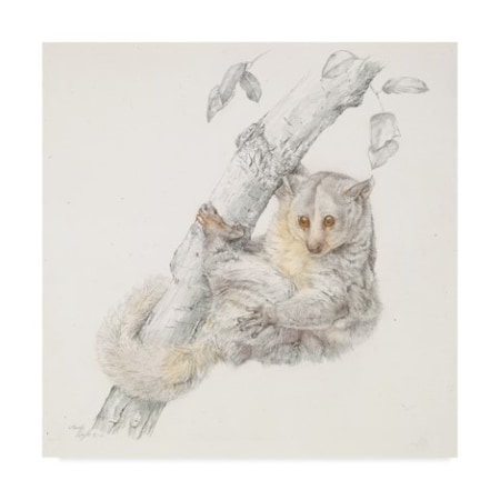 Beverly Doyle 'Lemur On Brach' Canvas Art,18x18